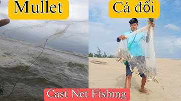 Cast Net Fishing - Quăng Chài Bắt Cá Đối Mùa Biển Động | Tiến Bens - Fishing | 4K
