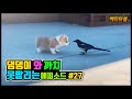 배꼽 빠지게 웃긴 냥이와 댕댕이의 영상모음 #27 Dogs and Cat Funny Moments | Funny Animals Compilation #27