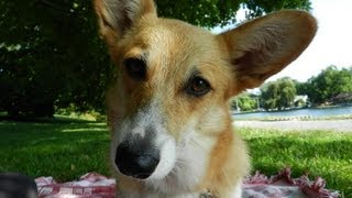 AKC JWW Novice B host by GSCA