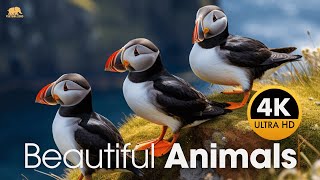 50 BEAUTIFUL ANIMALS AROUND THE WORLD ULTRA HD - 4K ANIMALS WITH NAMES