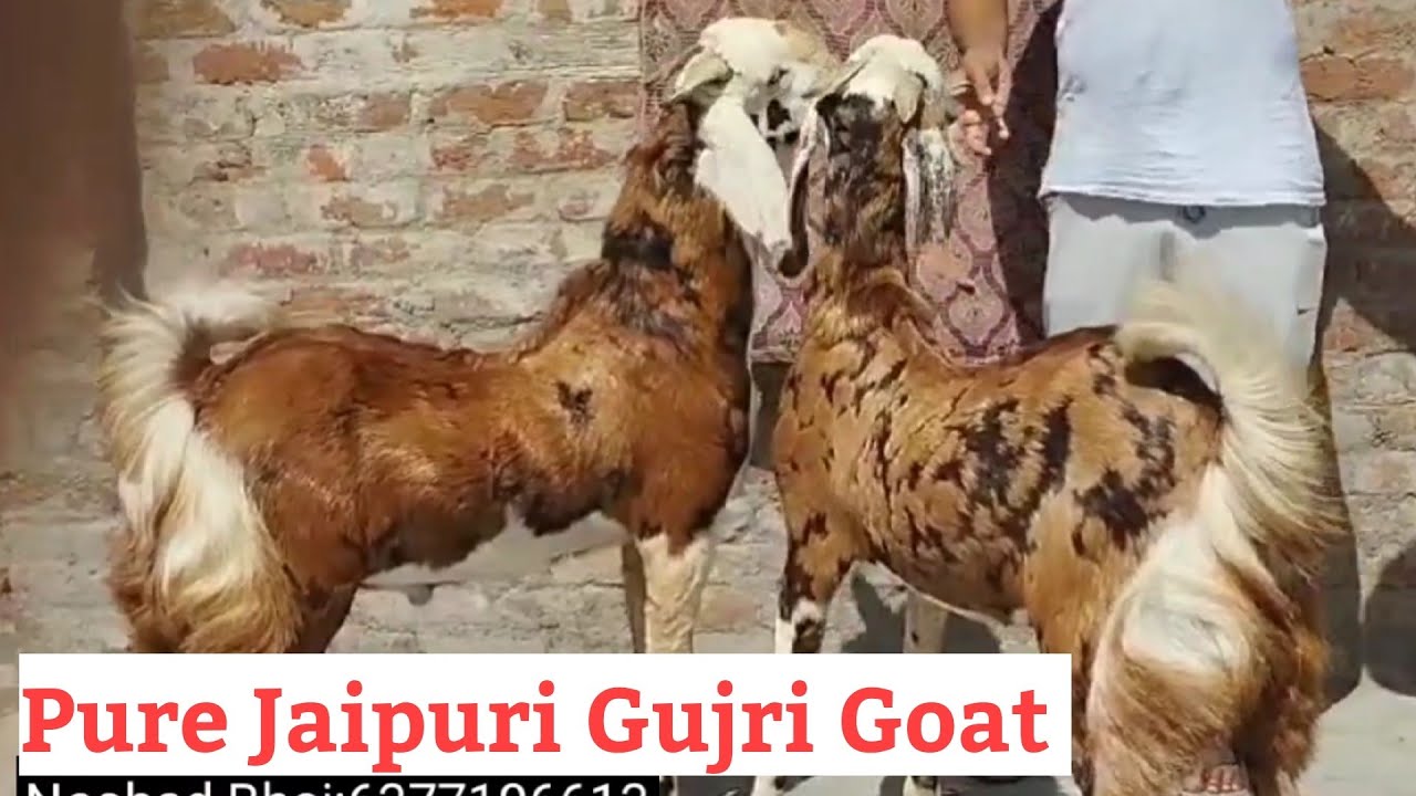 Pure Gujri bakra Jodi  Jaipur k Palne Wale Gujri Goat kids  Gujari Bakri ke bache