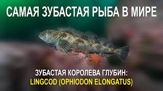 ЗУБАСТАЯ КОРОЛЕВА ГЛУБИН LINGCOD OPHIODON ELONGATUS, САМАЯ ЗУБАСТАЯ РЫБА В МИРЕ