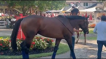 The Ballerina Thorograph Numbers and Patterns