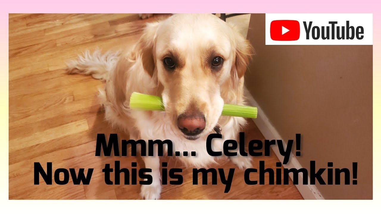Seeing if my dog eats her favorite food without me looking... YouTube