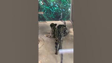 Clouded leopards grooming each other