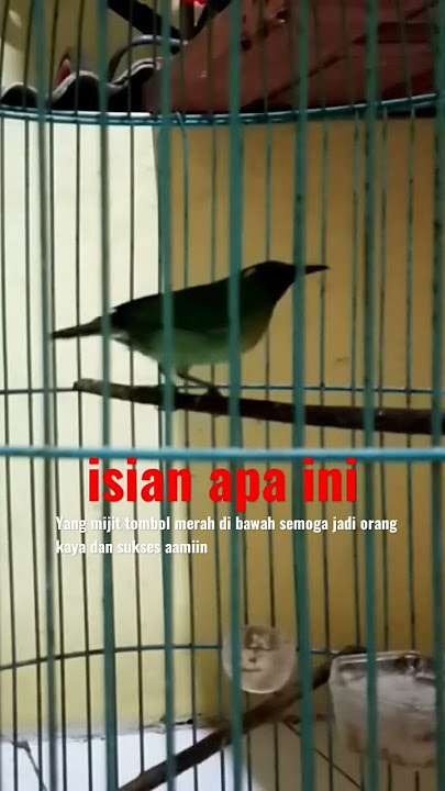 tembakan burung cucak kinoi gacor