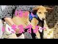 【捨犬保護】病院へいきますよー