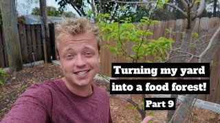 Turning my yard into a food forest! Part 9