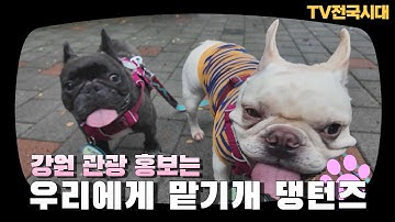 춘천ㅣ강원 관광홍보는 우리에게 맡기개 댕턴즈ㅣTV전국시대 251022