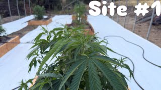 Site #1 Northern CA outdoor 