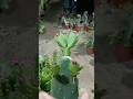 Useful tips for cactus 🌵#plants #gardening #cactus