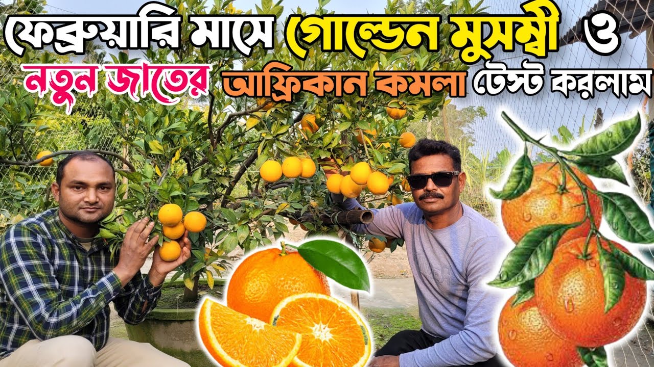 golden musambi & african orange harvesting.শীত শের হয়ে যাচ্ছে তবুও ...