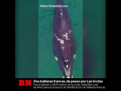 Dos ballenas francas, de paseo por Las Grutas