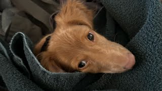 Found Cowboy in the laundry basket