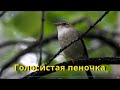 Голосистая пеночка Phylloscopus schwarzi / изучаем птиц / развивающее