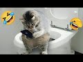 Funniest Animals 2023 🤣 Funny Dogs And Cats 🐶😺 Funny Animal Videos Compilation