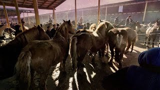 #OT! КОННЫЙ РЫНОК! HORSE MARKET! PFERDEMARKT! AT PAZARI!