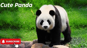 "The Secret Life of Pandas 🐼 | Nature’s Gentle Giants"