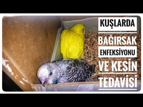 Video: Kuşlarda Bağırsak Paraziti