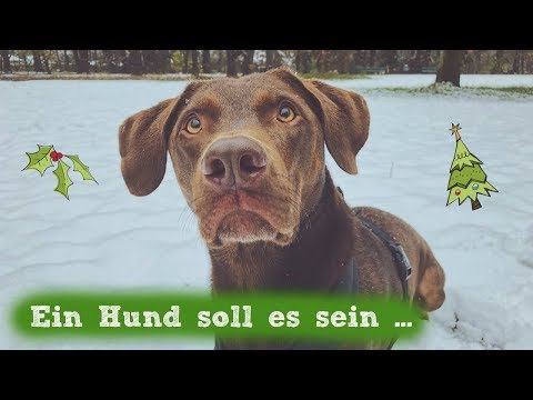 Video: Welche Geschenkideen Für Das Neue Des Gelben Hundes