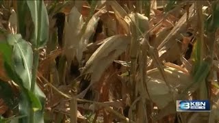 We rely on Mother Nature Kansas growers face tough corn season