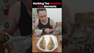 This Cat Ranking Is INSANE 😳 Pt 3 #cats #funny #compilation #ranking #catfails