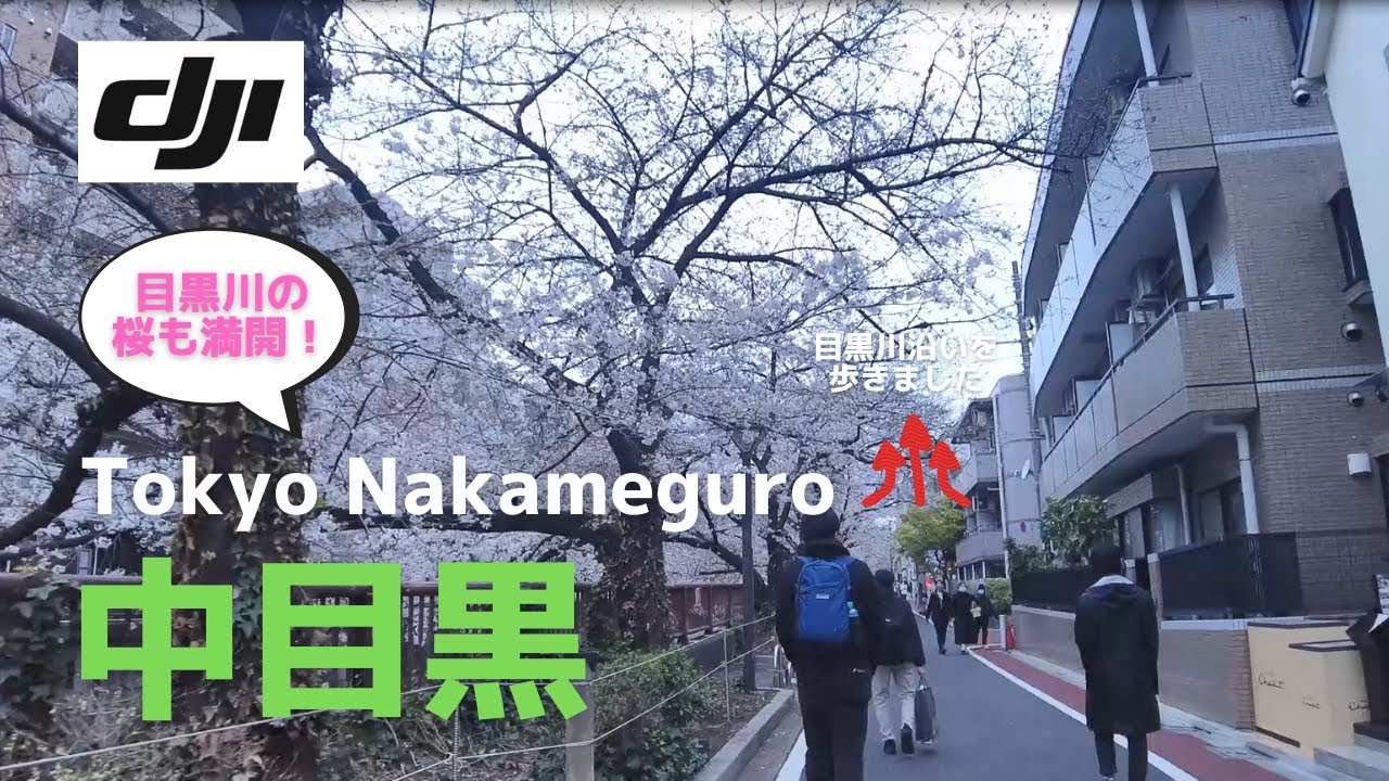 桜満開 春の目黒川沿いを歩く Tokyo Nakameguro 東京 中目黒 Djipocket2 Youtube 桜満開 春の目黒川沿いを歩く Tokyo Nakameguro 東京 中目黒 Djipocket2 Youtube