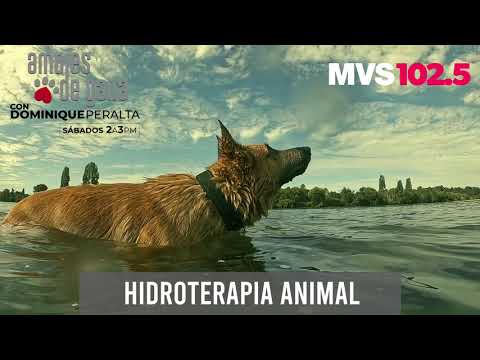 Video: ¿Pensando en hidroterapia para tu perro? Esto es lo que necesitas saber