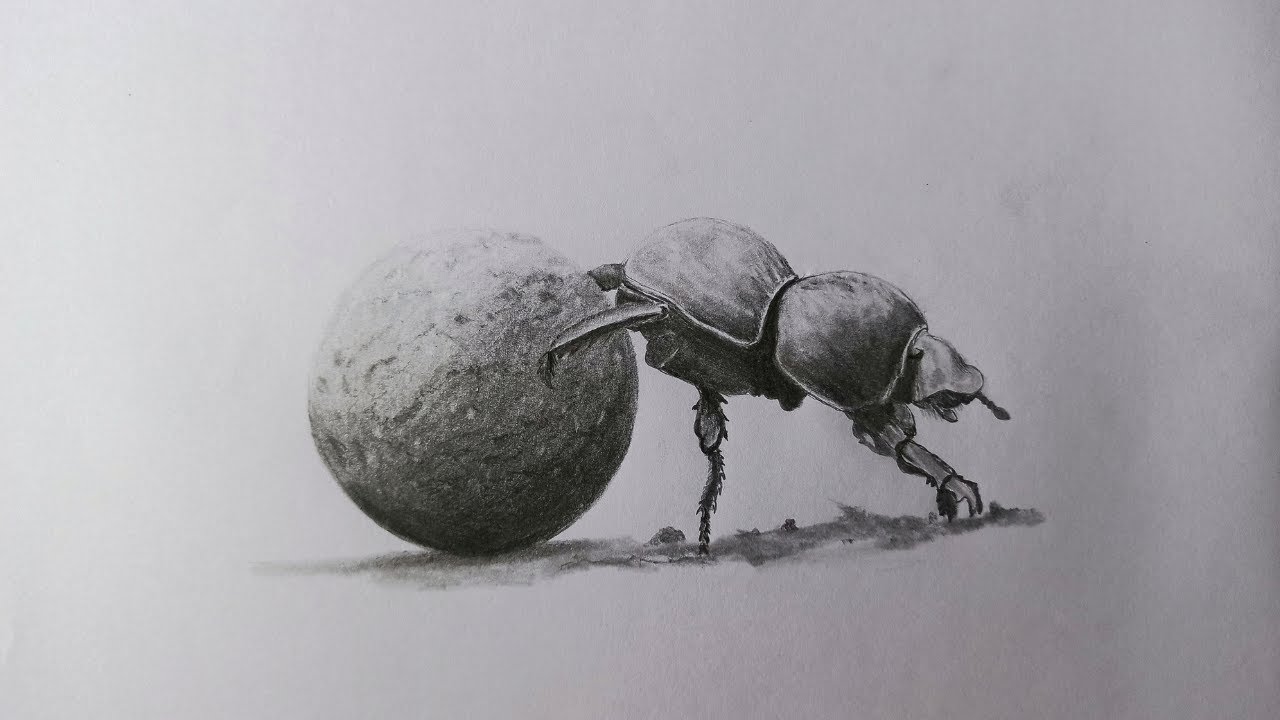 Premium Vector  Dung beetle insect hand drawn sketch illustration