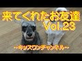 来てくれたお友達 Vol.23【シャンプー ヨークシャー・テリア】0065