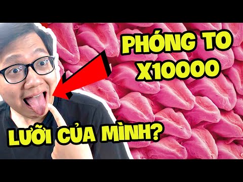 Đồ Vật Phóng To Hàng Triệu Lần Bởi Kính Hiển Vi