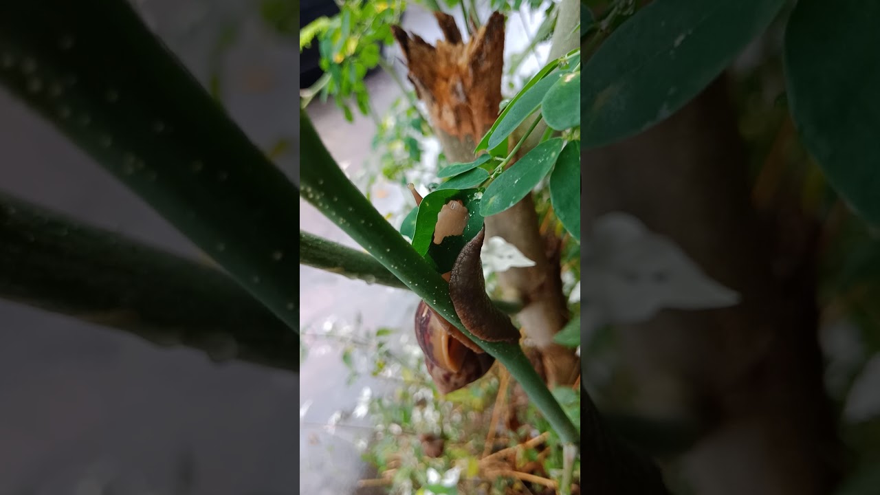 Snail caught eating moringa oliefera