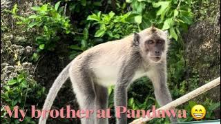 Monkeys Invasion: Pandawa  Seaview Restaurant, Bali, Indonesia