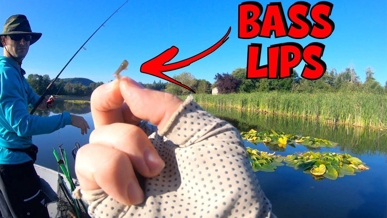 fishing #bass #bassfishing 