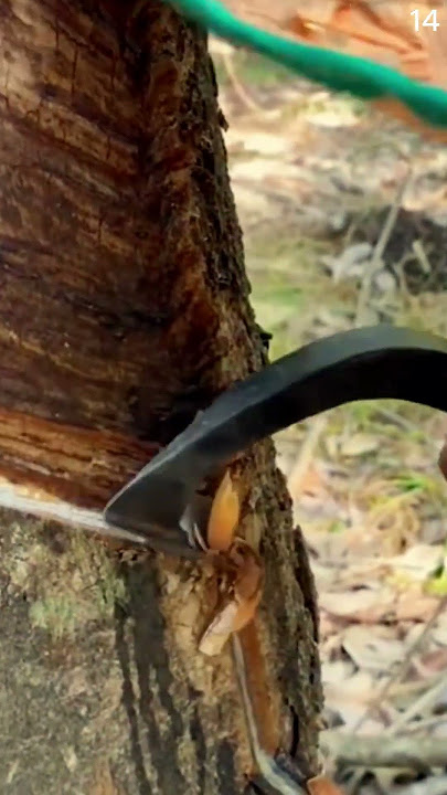 Teknik cerdas menyerut pohon untuk mengambil getahnya menggunakan alat unik #shorts