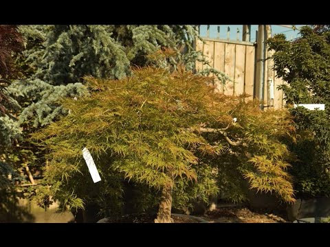 Paramount Plants: Japanese Maple Trees - an Intro