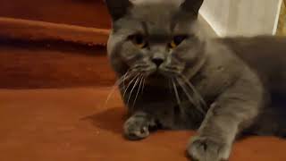 Natural Cat interaction with a Cute British Shorthair at home by Mochi The Boy 392 views 3 months ago 3 minutes, 13 seconds