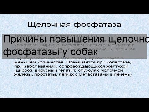 Причины повышения щелочной фосфатазы у собак