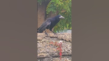Bird vs Wall - Hoddie