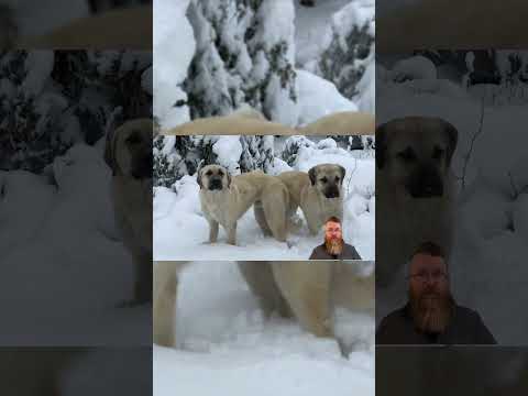 Anatolian Shepherd Short Part 5