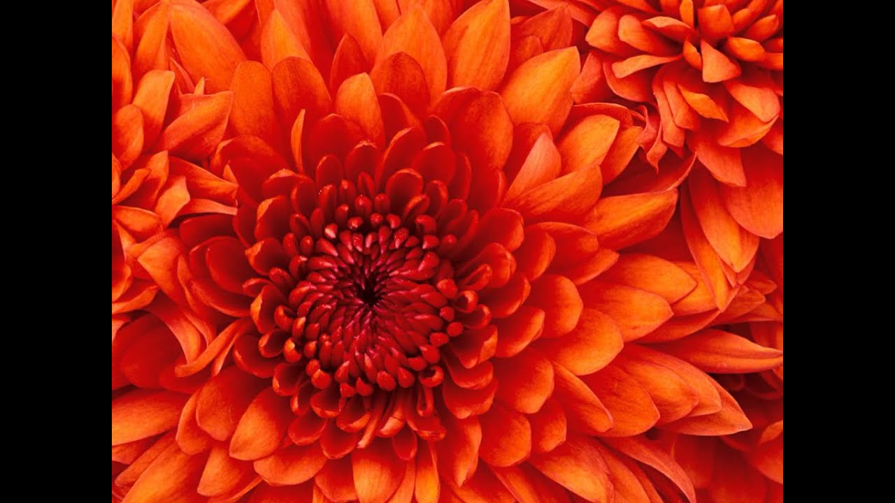 I Cavalieri Del Re   Kimba, Il Leone Bianco