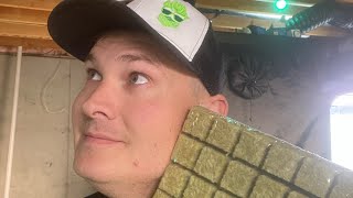 How to use Rockwool Cubes to seed & Clone.