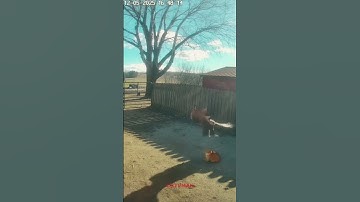 🤯OMG😱 The Snake Was Ready to Strike… Then the Cat Stepped In #horror #cctv #shorts #animals