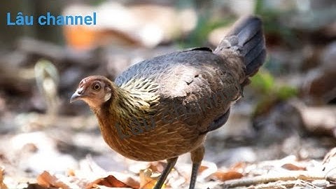 Tiếng gà mái mồi gọi trống bẫy cực hay 2021.suab poj qaib seev nrhiav lau tawm tshiab,zoo cuab 2021