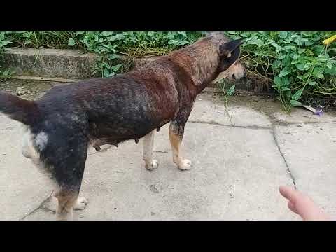 Video Giúp Chó Nhanh Phát D.ục Sau Sinh Và Dấu Hiệu Nhận... - youtube
