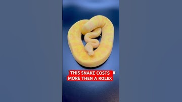 This Snake COSTS More Then a ROLEX WATCH!