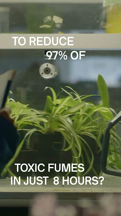 When it comes to indoor air quality, green is good.🪴 #uts #sustainability  #science