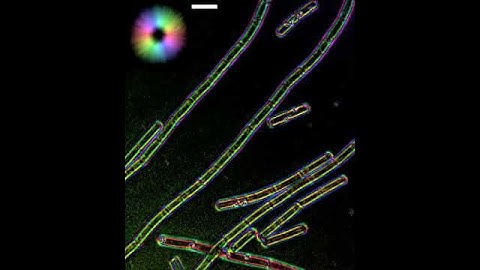 Polarization microscopy of cell wall sacculi purified wild type Bacillus subtilis.