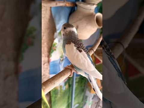 جوجه مرغ عشق من