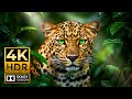 WILDLIFE IN 4K HDR Dolby Vision 120FPS With Cinematic Sound 
